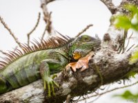 050419 8RS9350 Grön leguan, en av två arter och den här är ganska vanlig. Här nästan i praktdräkt. : Costa Rica, Ödla