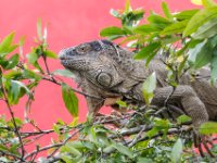 050419 R7S0931 Grön leguan. En stor lite gråare grön leguan. : Costa Rica, Ödla
