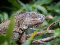 050419 R7S0951 Grön leguan : Costa Rica, Ödla