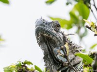 050419 R7S0972 Grön leguan : Costa Rica, Ödla
