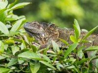 050419 R7S0979 Grön leguan : Costa Rica, Ödla