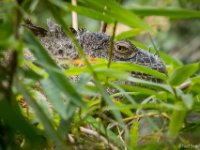 050419 R7S0990 Grön leguan : Costa Rica, Ödla