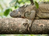 050419 R7S1009 Grön leguan : Costa Rica, Ödla