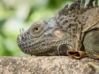 050419 R7S1011 Grön leguan : Costa Rica, Ödla