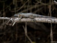 060419 8RS0138 Grön leguan. : Costa Rica, Ödla