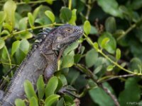 060419 8RS9782 Grön leguan : Costa Rica, Ödla