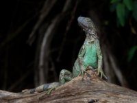 060419 8RS9934 Grön leguan : Costa Rica, Ödla