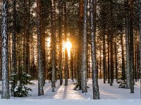 23012024- RS80703 På taigan växer både tall och gran. : Skog, Vinter