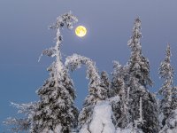 25012024- RS80876 Morgon 2 på Akkanålke.