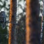 Slagugglemor sitter i sin skog en förtrollad afton och väntar på mat ...