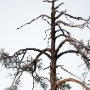 Slagugglan sitter i torrtall och spanar ut över sin skog.