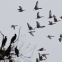 En flock med grågäss flyger över Vombsjön där ett gäng storskarvar rastar i sommarens häckkningsbuskage.