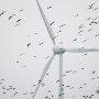 Tusentals vitkindade gäss flyger förbi ett vindkraftverk utanfö Staffanstorp, Skåne.