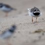 Större strandpipare som spelar upp inför två andra pipare.