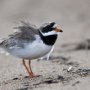 Större strandpipare i spel- och sångtagen.