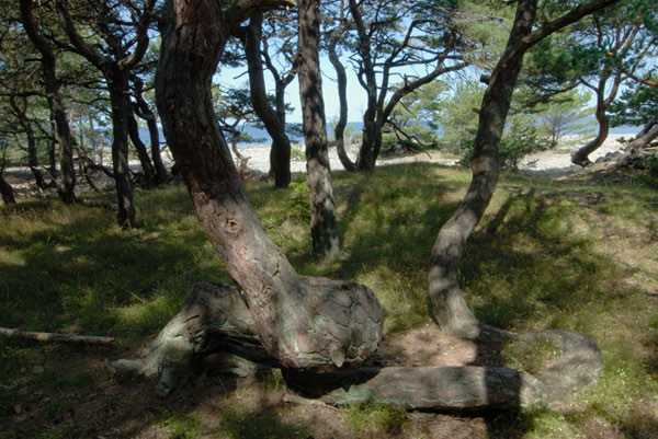 73 Strandtallskog
