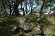 73 Strandtallskog