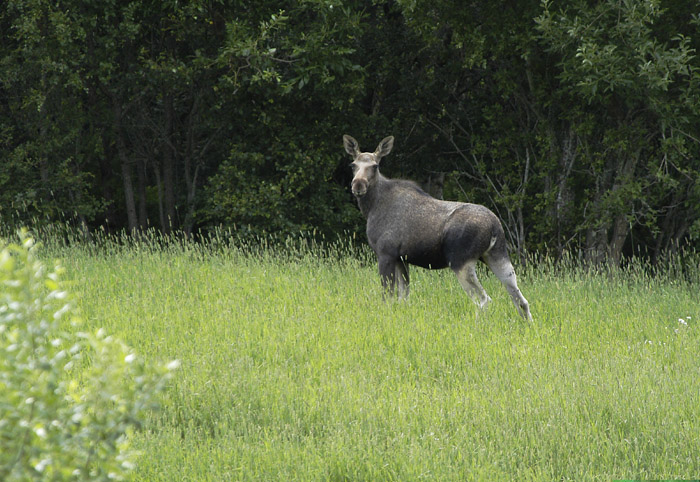 N-AlgN0rskVikna070719