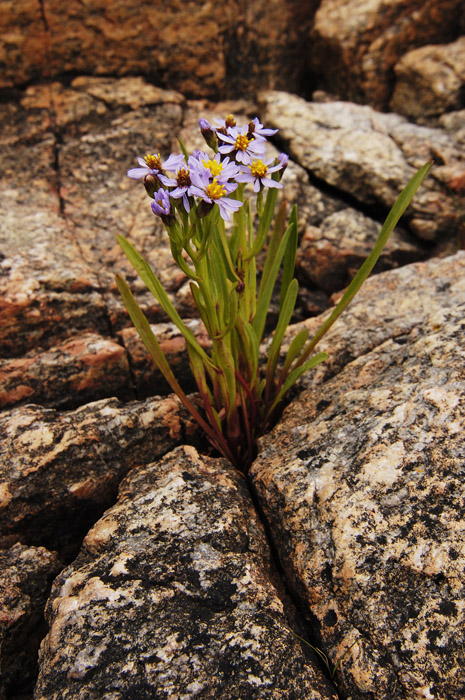 Strandblomma14N07