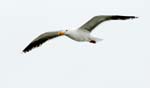 Havstrut173N07