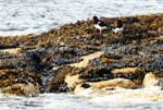StrandskatorMusslor251N07