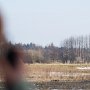 Fotografer på bisonjakt i Bialowieza i östra Polen. De stora visenterna är inte helt lätta att hitta i skogen men ibland går de till öppna fält.